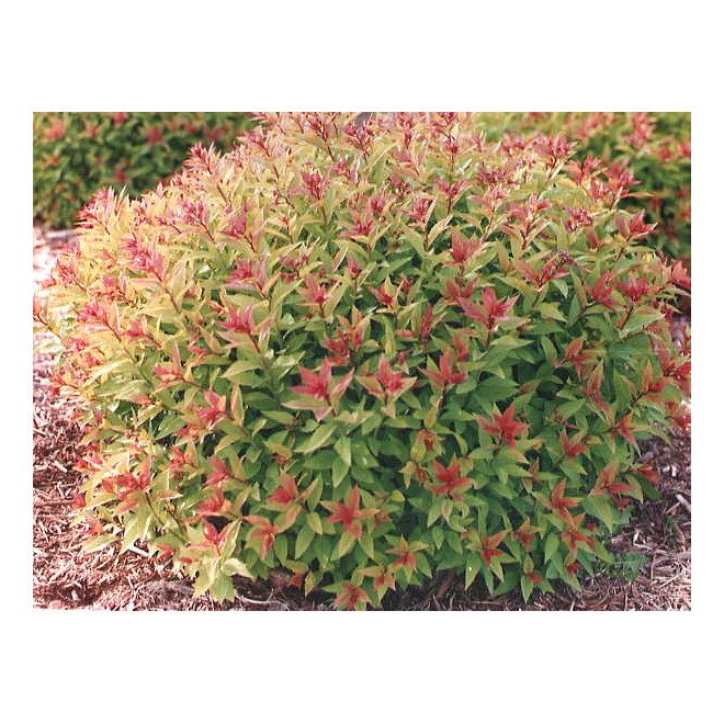 Lanksva japoninė (Spiraea japonica) 'Goldflame'
