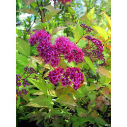 Lanksva japoninė (Spiraea japonica) 'Goldflame'