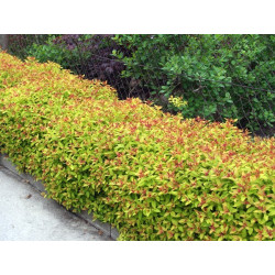 Lanksva japoninė (Spiraea japonica) 'Goldflame'