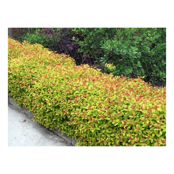 Lanksva japoninė (Spiraea japonica) 'Goldflame'