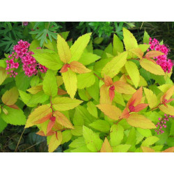 Lanksva japoninė (Spiraea japonica) 'Goldflame'