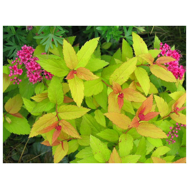 Lanksva japoninė (Spiraea japonica) 'Goldflame'