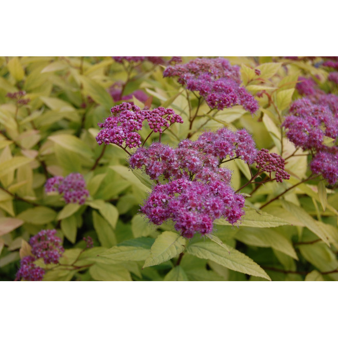 Lanksva japoninė (Spiraea japonica) 'Goldflame'