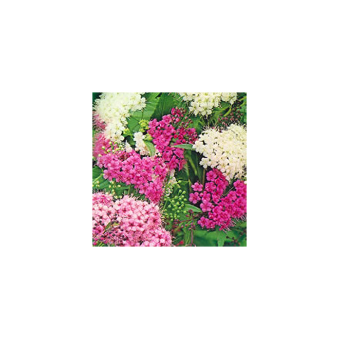 Lanksva japoninė (Spiraea japonica) 'Genpei' krūmas balti rožiniai žiedai.