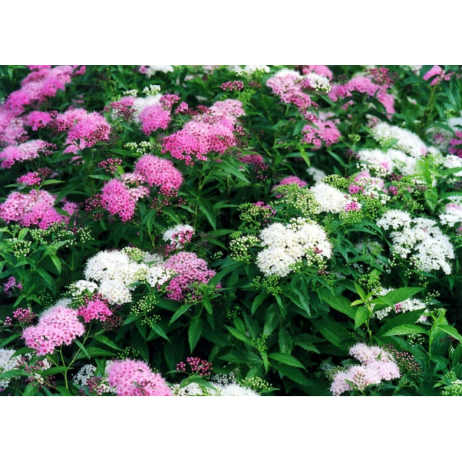 Lanksva japoninė (Spiraea japonica) 'Genpei' krūmas balti rožiniai žiedai.