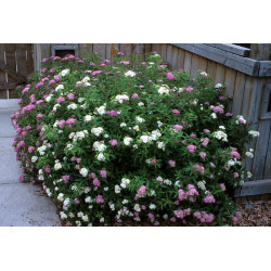 Lanksva japoninė (Spiraea japonica) 'Genpei' krūmas balti rožiniai žiedai.