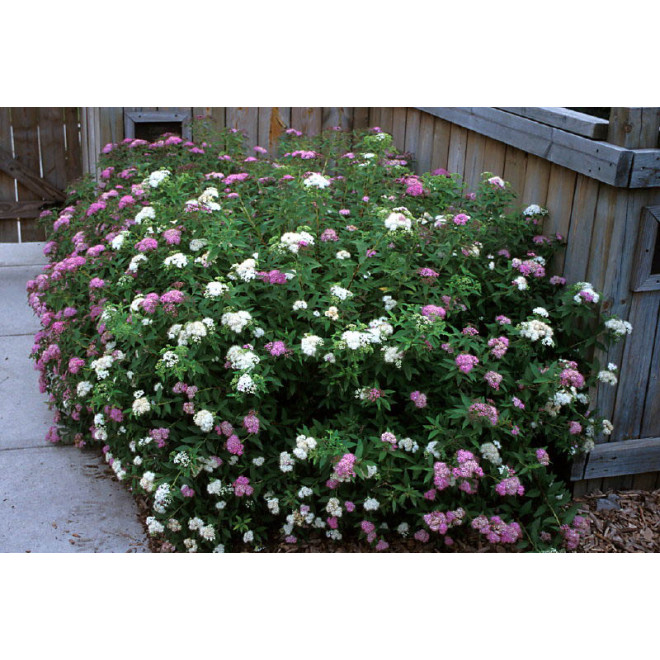 Lanksva japoninė (Spiraea japonica) 'Genpei' krūmas balti rožiniai žiedai.