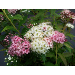Lanksva japoninė (Spiraea japonica) 'Genpei' krūmas balti rožiniai žiedai.
