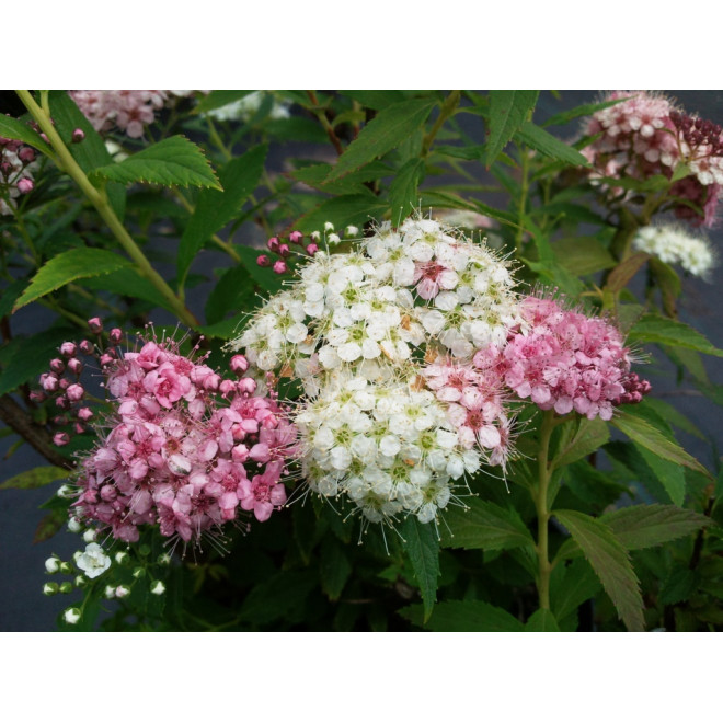 Lanksva japoninė (Spiraea japonica) 'Genpei' krūmas balti rožiniai žiedai.