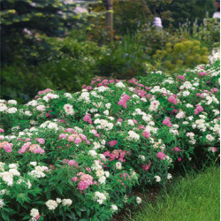 Lanksva japoninė (Spiraea japonica) 'Genpei' krūmas balti rožiniai žiedai.