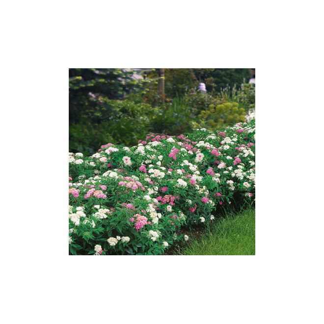 Lanksva japoninė (Spiraea japonica) 'Genpei' krūmas balti rožiniai žiedai.