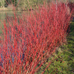 Sedula baltoji (Cornus alba) 'Aurea'