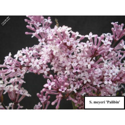 Alyva mejerio (Syringa meyeri) 'Palibin'