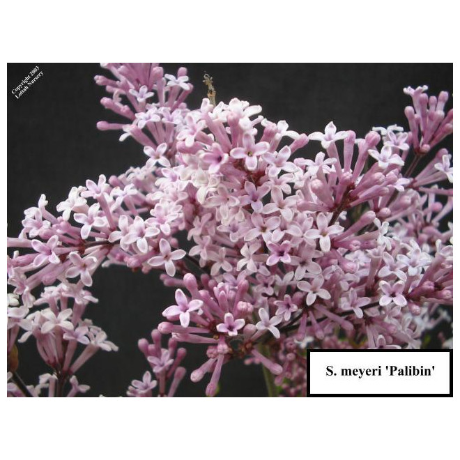 Alyva mejerio (Syringa meyeri) 'Palibin'