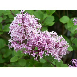 Alyva mejerio (Syringa meyeri) 'Palibin'