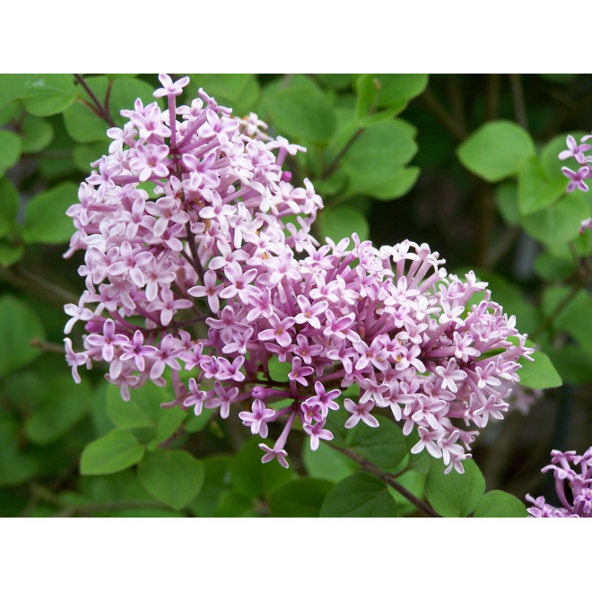 Alyva mejerio (Syringa meyeri) 'Palibin'