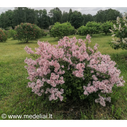 Alyva mejerio (Syringa meyeri) 'Palibin'