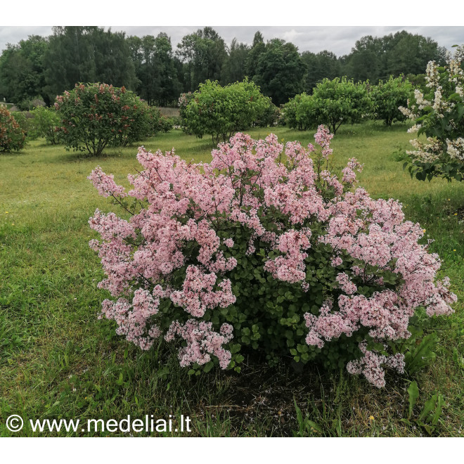 Alyva mejerio (Syringa meyeri) 'Palibin'