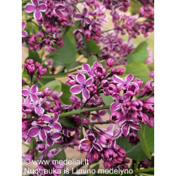 Alyva paprastoji (Syringa vulgaris) 'Sensation'