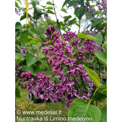 Alyva paprastoji (Syringa vulgaris) 'Sensation'