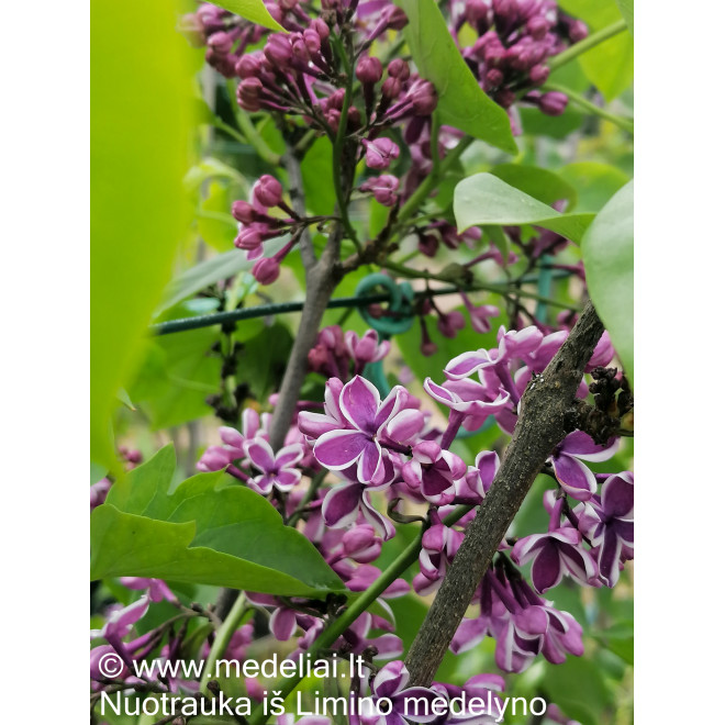 Alyva paprastoji (Syringa vulgaris) 'Sensation'