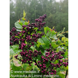 Alyva paprastoji (Syringa vulgaris) 'Sensation'