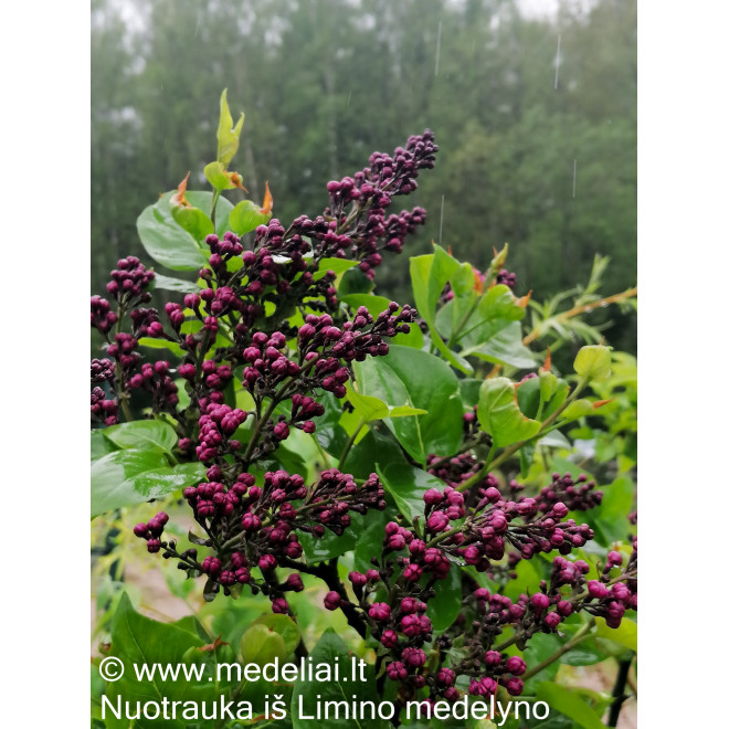 Alyva paprastoji (Syringa vulgaris) 'Sensation'