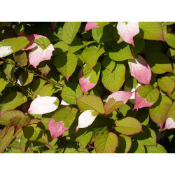 Aktinidija margalapė (Actinidia kolomikta) 'Dr. Szymanowski'