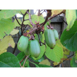 Aktinidija margalapė (Actinidia kolomikta) 'Dr. Szymanowski'