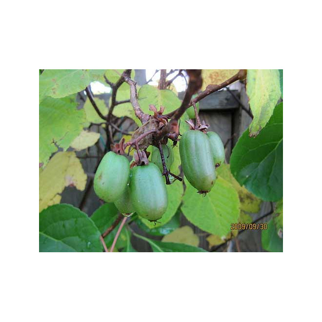 Aktinidija margalapė (Actinidia kolomikta) 'Dr. Szymanowski'