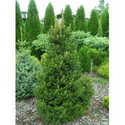 Eglė paprastoji (Picea abies) 'Wills Zwerg'