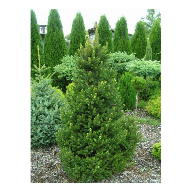 Eglė paprastoji (Picea abies) 'Wills Zwerg'