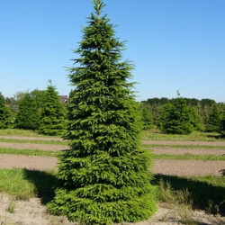Eglė paprastoji (Picea abies) 'Wills Zwerg'