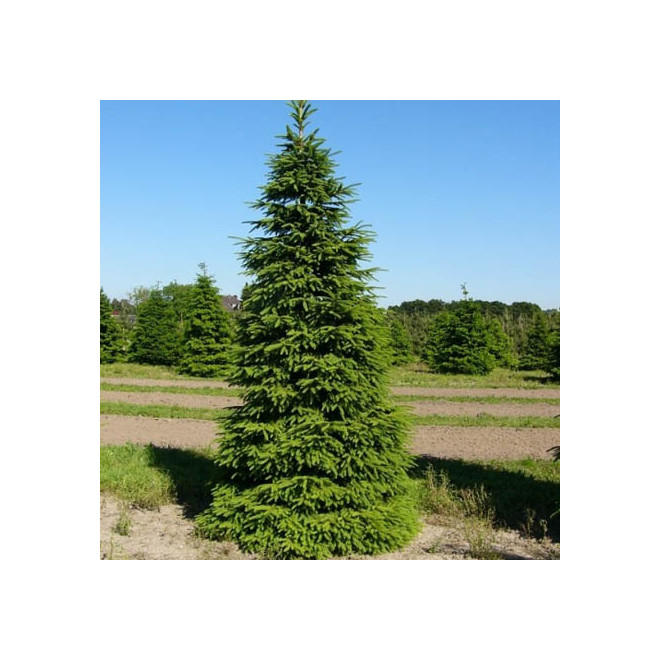 Eglė paprastoji (Picea abies) 'Wills Zwerg'