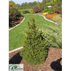 Eglė paprastoji (Picea abies) 'Wills Zwerg'