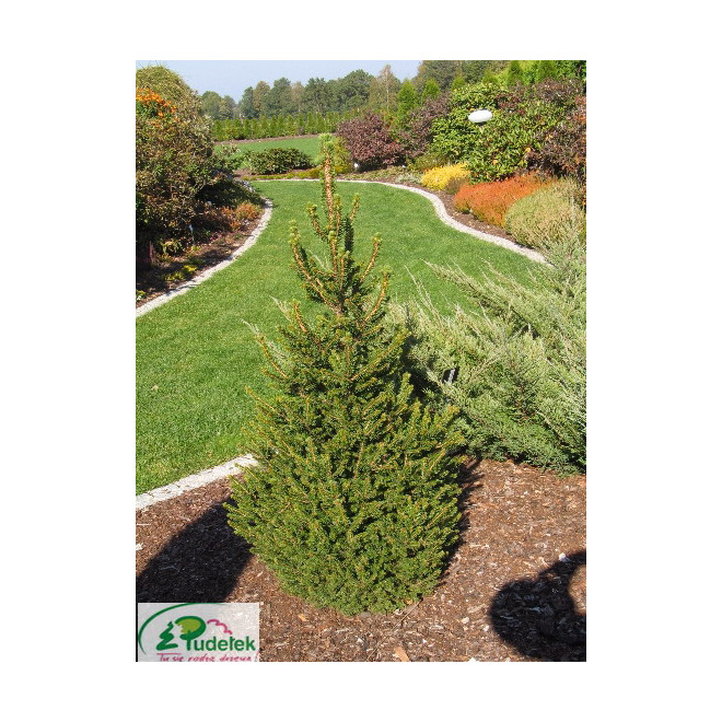 Eglė paprastoji (Picea abies) 'Wills Zwerg'