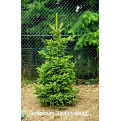 Eglė paprastoji (Picea abies) 'Wills Zwerg'