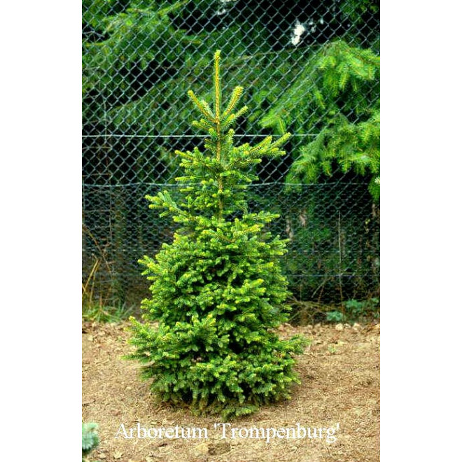 Eglė paprastoji (Picea abies) 'Wills Zwerg'