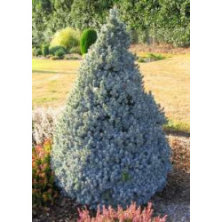 Eglė baltoji (Picea glauca) 'Sander's Blue'