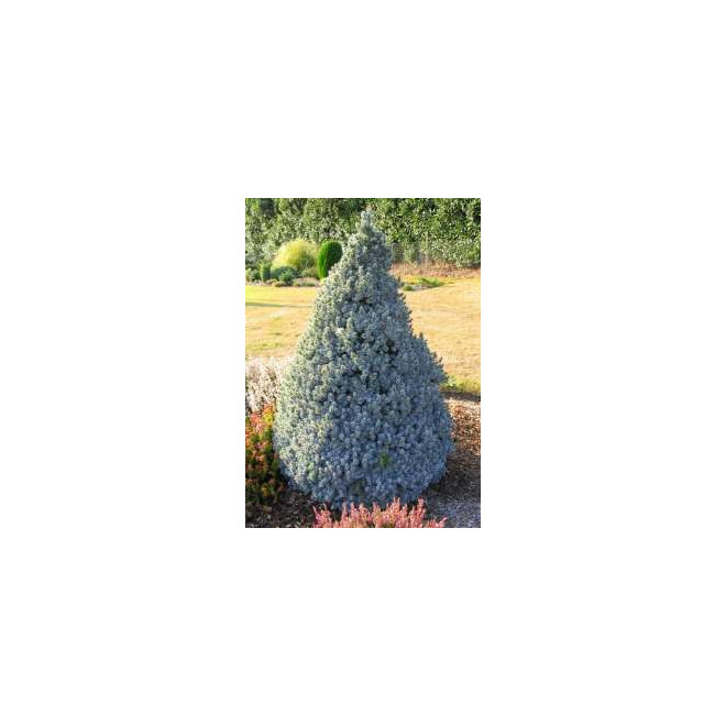 Eglė baltoji (Picea glauca) 'Sander's Blue'