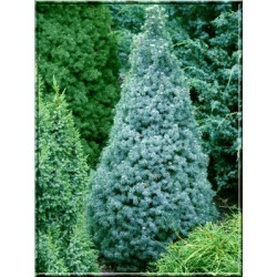 Eglė baltoji (Picea glauca) 'Sander's Blue'