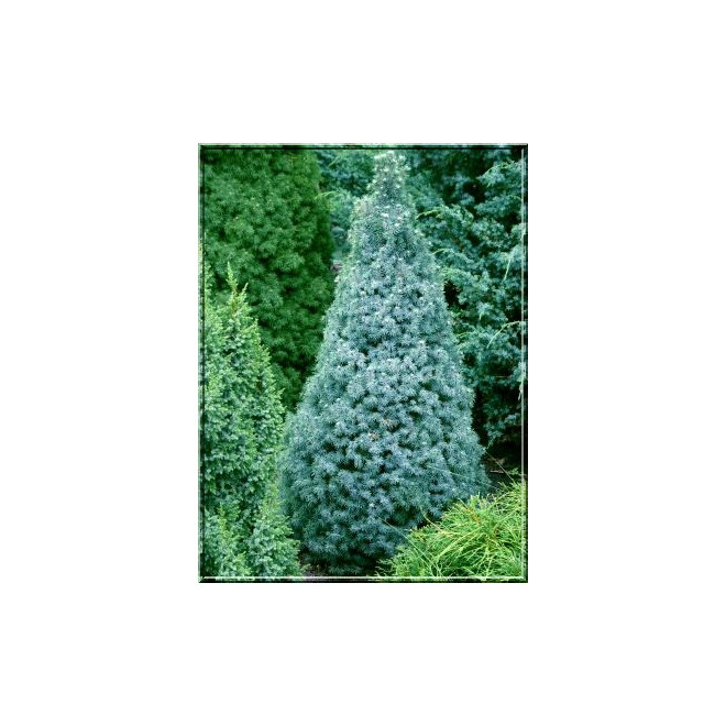 Eglė baltoji (Picea glauca) 'Sander's Blue'