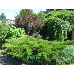 Kadagys tarpinis (Juniperus x media) 'Mint Julep'
