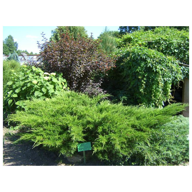 Kadagys tarpinis (Juniperus x media) 'Mint Julep'