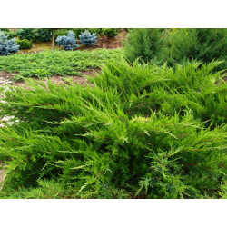Kadagys tarpinis (Juniperus x media) 'Mint Julep'