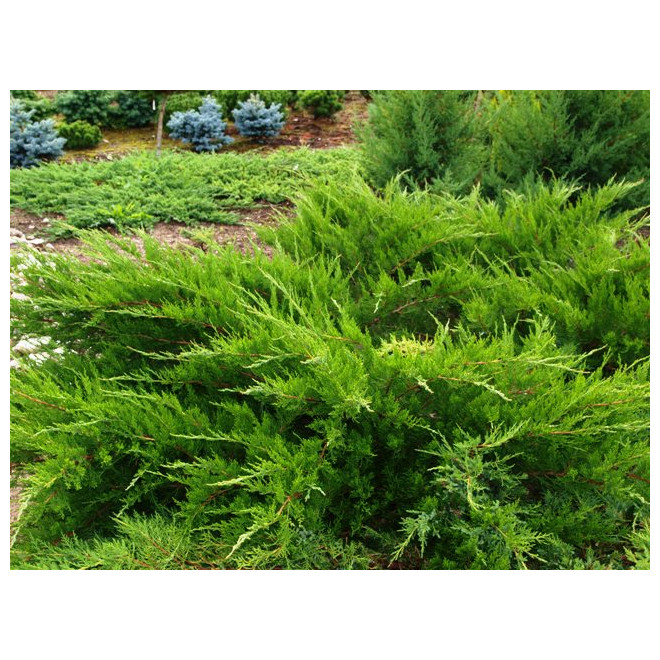Kadagys tarpinis (Juniperus x media) 'Mint Julep'