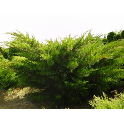 Kadagys tarpinis (Juniperus x media) 'Mint Julep'