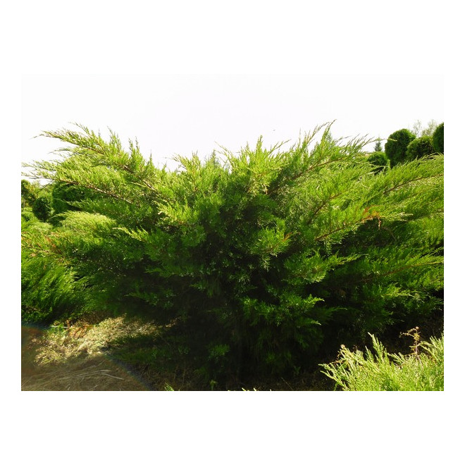 Kadagys tarpinis (Juniperus x media) 'Mint Julep'