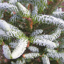 Kėnis korėjinis (Abies koreana) 'Silver Show' medis vižalis dekoratyvus spygliai konkorežiai