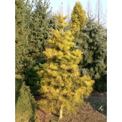 Kėnis pilkasis (Abies concolor) 'Wintergold' vižalis gražus rudenį